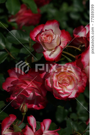 Rose in full bloom Jubilee du Prince de Monaco 77889399
