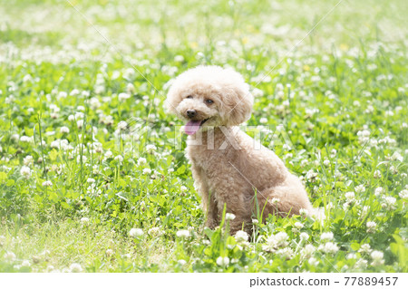 Toy poodle smiling in the green 77889457