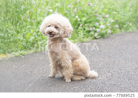 玩具貴賓犬在綠色中微笑 玩具貴賓犬在綠色中微笑 77889525