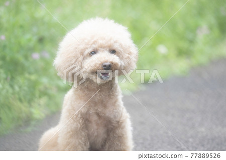 玩具貴賓犬在綠色中微笑 玩具貴賓犬在綠色中微笑 77889526