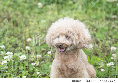 Toy poodle smiling in the green 77889537
