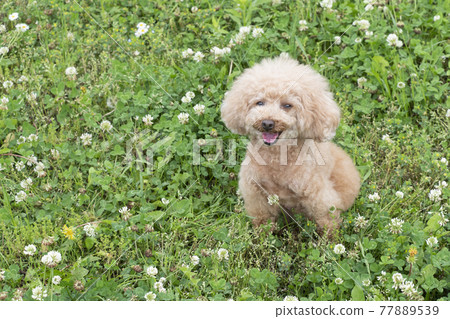 Toy poodle smiling in the green 77889539