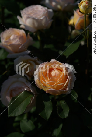 盛開的玫瑰薰 77889665
