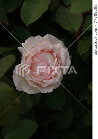 Rose in full bloom Kaoru 77889688