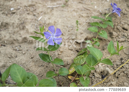 Tsurukikyo flowers 77889689