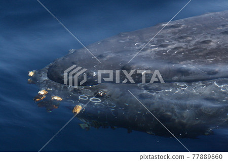 沖繩縣座間味島座頭鯨臉部特寫 沖繩縣座間味島座頭鯨臉部特寫 77889860