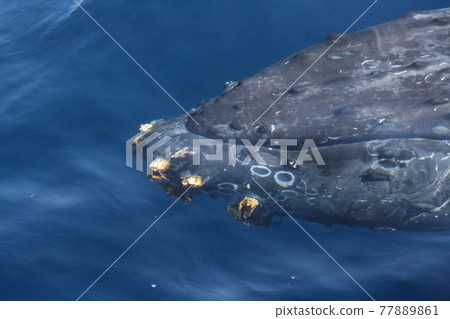 沖繩縣座間味島座頭鯨臉部特寫 沖繩縣座間味島座頭鯨臉部特寫 77889861