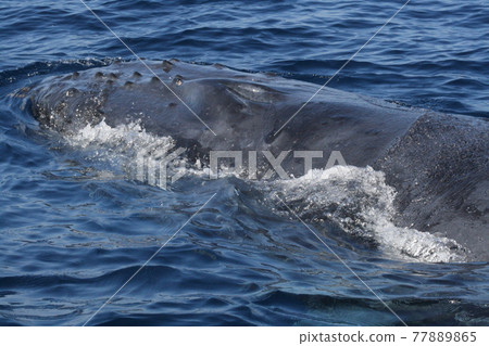 沖繩縣座間味島座頭鯨臉部特寫 沖繩縣座間味島座頭鯨臉部特寫 77889865