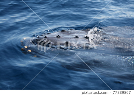 沖繩縣座間味島座頭鯨臉部特寫 77889867
