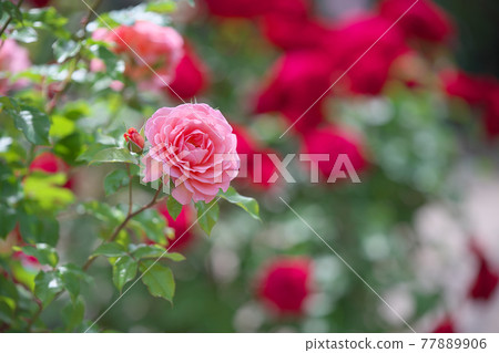 Rose of pink 77889906