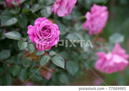 Red rose rose Red rose rose 77889985