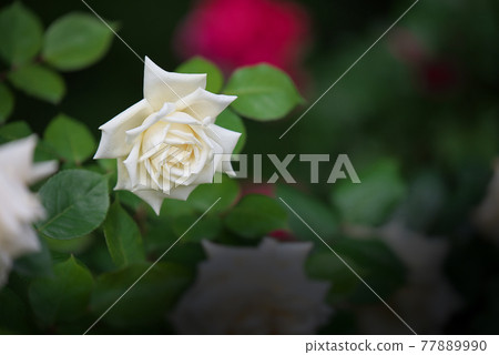 White rose one wheel 77889990