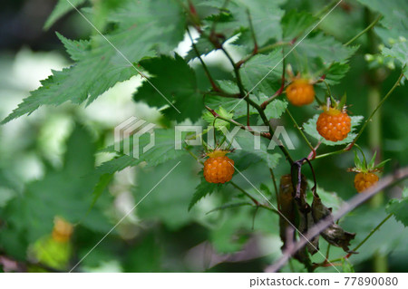 Yellow fruit of maple strawberry (autumn leaves strawberry) Saitama Prefecture / May Yellow fruit of maple strawberry (autumn leaves strawberry) Saitama Prefecture / May 77890080