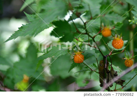 Yellow fruit of maple strawberry (autumn leaves strawberry) Saitama Prefecture / May Yellow fruit of maple strawberry (autumn leaves strawberry) Saitama Prefecture / May 77890082