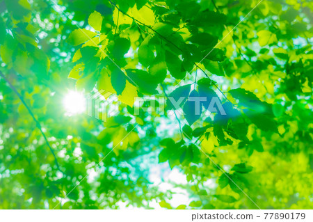 Sunlight through the fresh green Sunlight through the fresh green 77890179