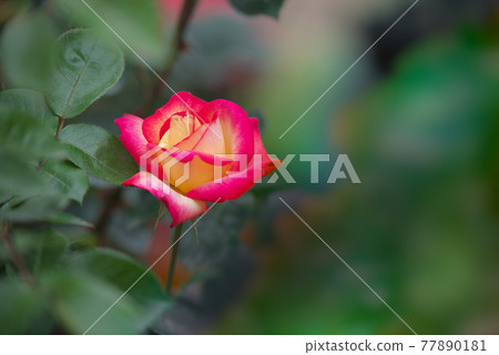 One red and yellow rose One red and yellow rose 77890181