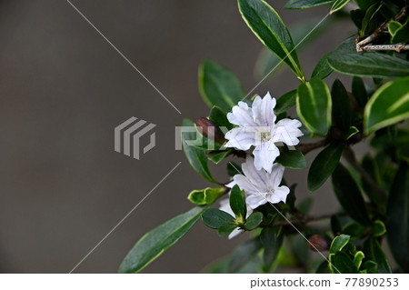 Serissa japonica(雜色百井花) Serissa japonica(雜色百井花) 77890253
