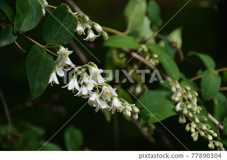 Suspension (Utsuki) 77890304