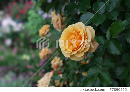Rose of yellow Rose of yellow 77890353