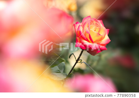黃色和紅色的玫瑰 黃色和紅色的玫瑰 77890358