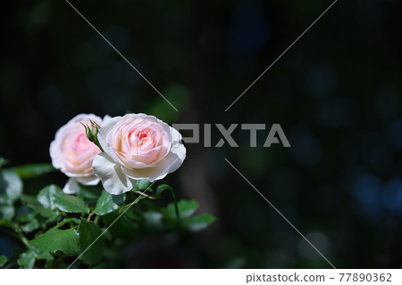 Light rose pink Light rose pink 77890362