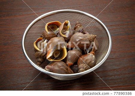 北海道蝦夷貝、螺貝 77890386