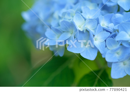 繡球 繡球 77890421