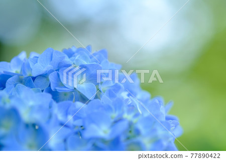 繡球 繡球 77890422