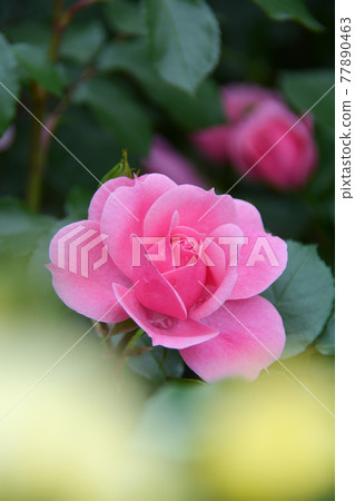 Rose of pink Rose of pink 77890463