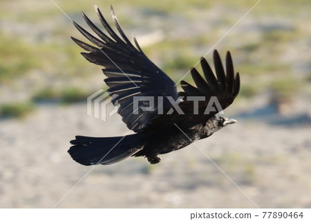 Crow flying at low altitude Crow flying at low altitude 77890464