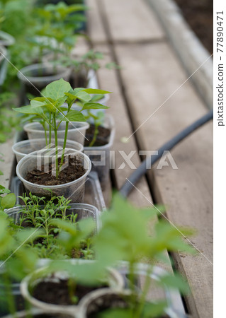 pepper seedlings in a greenhouse, greenhouse with bell pepper, pepper seedlings in the soil close-up, side view pepper seedlings in a greenhouse, greenhouse with bell pepper, pepper seedlings in the soil close-up, side view 77890471