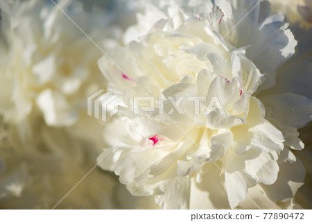 Pink and white flowers peonies flowering on background pink peonies. Peonies garden. Pink and white flowers peonies flowering on background pink peonies. Peonies garden. 77890472