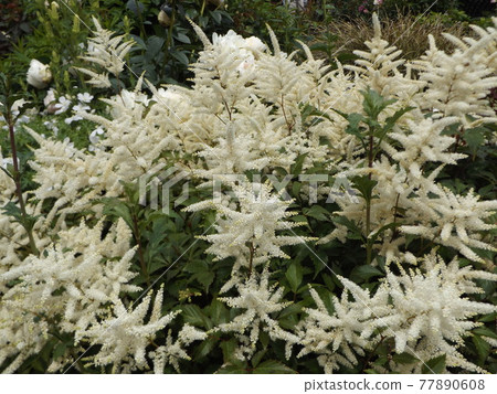 White flowers of Astilibe White flowers of Astilibe 77890608