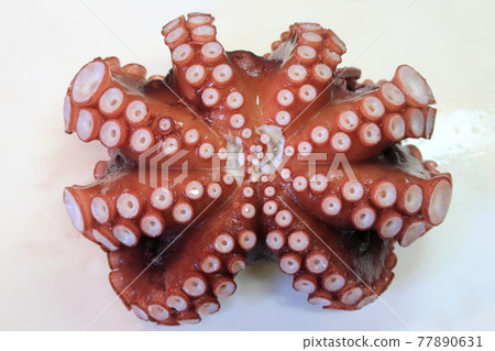 boiled octopus 77890631