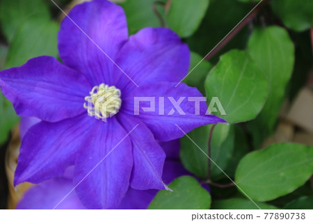 Purple swirl 77890738