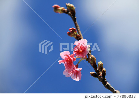 2月盛開的沖繩櫻花 Kanhi-zakura (Hikanzakura) 77890838