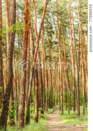 Beautiful forest with tall pine trees outside the city on a warm summer day Beautiful forest with tall pine trees outside the city on a warm summer day 77890858
