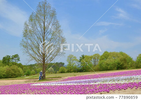 Shibazakura carpet and parent and child Shibazakura carpet and parent and child 77890859