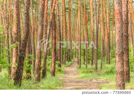Beautiful forest with tall pine trees outside the city on a warm summer day Beautiful forest with tall pine trees outside the city on a warm summer day 77890860