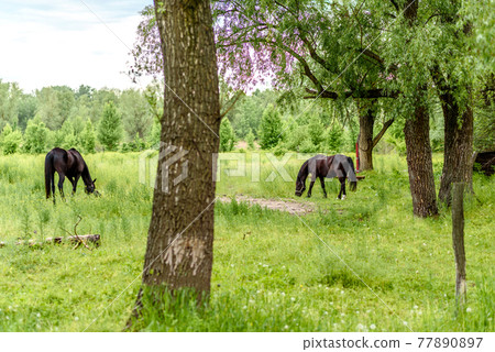 Beautiful well-groomed horses graze in selenium meadow with juicy green grass 77890897