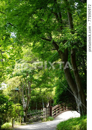 Fresh green of Rakujuen in Mishima City, Shizuoka Prefecture Fresh green of Rakujuen in Mishima City, Shizuoka Prefecture 77890972