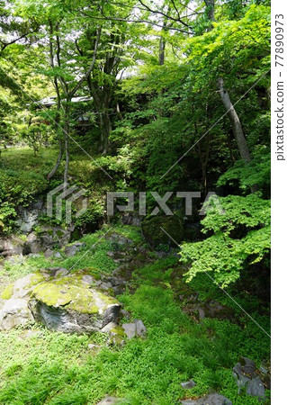 Fresh green of Rakujuen in Mishima City, Shizuoka Prefecture Fresh green of Rakujuen in Mishima City, Shizuoka Prefecture 77890973
