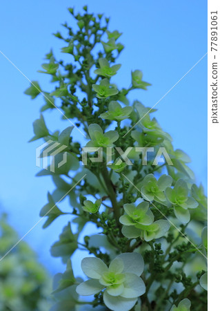 Blooming toward the blue sky Blooming toward the blue sky 77891061