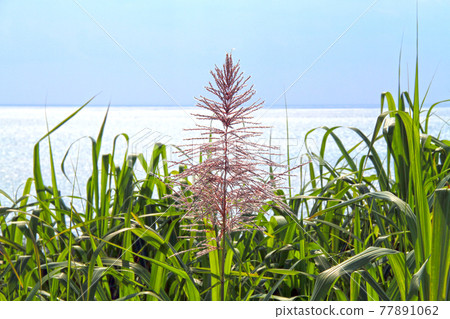 Okinawa's winter tradition, sugar cane flowers Okinawa's winter tradition, sugar cane flowers 77891062