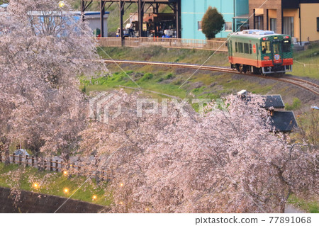 A row of cherry blossom trees on the Moka Railway A row of cherry blossom trees on the Moka Railway 77891068