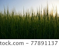 小麥傍晚 77891137