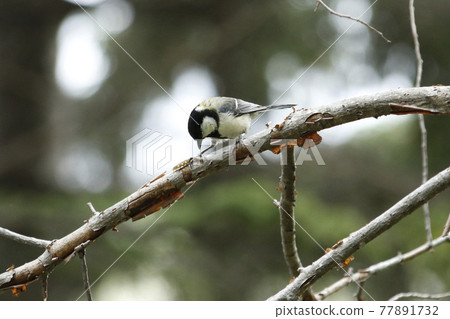 Great tit that caught insects, from Shiju to Hokkaido wild birds Great tit that caught insects, from Shiju to Hokkaido wild birds 77891732