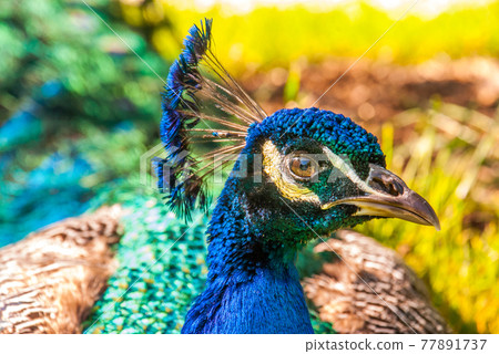 Close up view of The Indian peafowl or blue peafowl (Pavo cristatus). Close up view of The Indian peafowl or blue peafowl (Pavo cristatus). 77891737
