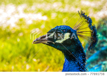 Close up view of The Indian peafowl or blue peafowl (Pavo cristatus). Close up view of The Indian peafowl or blue peafowl (Pavo cristatus). 77891738
