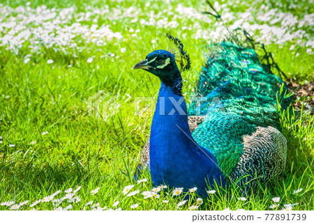 Portrait of a peacock indicating its bright coloured plumage. Portrait of a peacock indicating its bright coloured plumage. 77891739